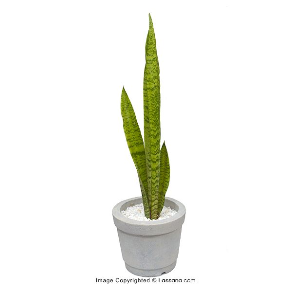 Sansevieria Green Plant Online Shop 